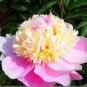 5 PCS Seeds Rare 'Craft Unique Flower' Pink Orange White Peony Plant
