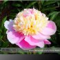 5 PCS Seeds Rare 'Craft Unique Flower' Pink Orange White Peony Plant