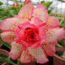 2 PCS Seeds Rare 'Dragon Beard' Adenium Desert rose