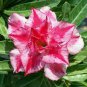 2 PCS Seeds Rare 'Dragon Beard' Adenium Desert rose