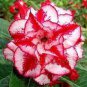 2 PCS Seeds Rare 'Dragon Beard' Adenium Desert rose