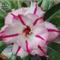 2 PCS Seeds Rare 'Dragon Beard' Adenium Desert rose
