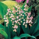 50 PCS Seeds Rare 'Feng Die' Pink Lily of the valley Convallaria majalis Perennial Flower 50 PCS Seeds Rare 'Feng Die' Pink Lily of the valley Convallaria majalis Perennial Flower