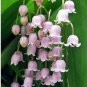 50 PCS Seeds Rare 'Feng Die' Pink Lily of the valley Convallaria majalis Perennial Flower