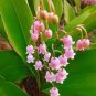 50 PCS Seeds Rare 'Feng Die' Pink Lily of the valley Convallaria majalis Perennial Flower
