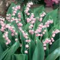 50 PCS Seeds Rare 'Feng Die' Pink Lily of the valley Convallaria majalis Perennial Flower