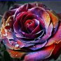 50 PCS Seeds Rare 'Fire Phoenix' Rose Tree Flower