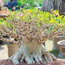 2 PCS Seeds Rare 'fireball' Adenium Desert rose 2 PCS Seeds Rare 'fireball' Adenium Desert rose