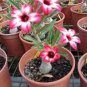 2 PCS Seeds Rare 'fireball' Adenium Desert rose