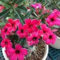 2 PCS Seeds Rare 'fireball' Adenium Desert rose