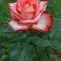 20 PCS Seeds Rare 'Fireball' Rose Shrub Perennial Garden Flower