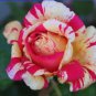 20 PCS Seeds Rare 'Fireball' Rose Shrub Perennial Garden Flower