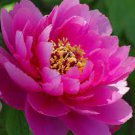 5 PCS Seeds Rare 'Five Pink' Fragrant Peony Plant Flower 5 PCS Seeds Rare 'Five Pink' Fragrant Peony Plant Flower