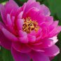 5 PCS Seeds Rare 'Five Pink' Fragrant Peony Plant Flower