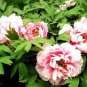 5 PCS Seeds Rare 'Five Pink' Fragrant Peony Plant Flower