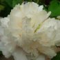 5 PCS Seeds Rare 'Fu Yin' White Pink Peony Seedling Flower