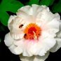 5 PCS Seeds Rare 'Fu Yin' White Pink Peony Seedling Flower