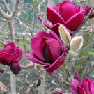 10 PCS Seeds Rare 'Genie' Genie Dark Red Yulan Magnolia Tree Flower 10 PCS Seeds Rare 'Genie' Genie Dark Red Yulan Magnolia Tree Flower
