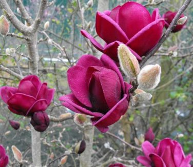 10 PCS Seeds Rare 'Genie' Genie Dark Red Yulan Magnolia Tree Flower