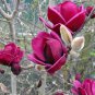 10 PCS Seeds Rare 'Genie' Genie Dark Red Yulan Magnolia Tree Flower