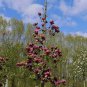10 PCS Seeds Rare 'Genie' Genie Dark Red Yulan Magnolia Tree Flower