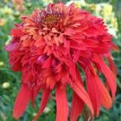 100 PCS Seeds Rare 'Hot Papaya' Echinacea