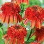100 PCS Seeds Rare 'Hot Papaya' Echinacea