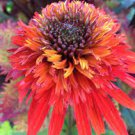 200 PCS Seeds Rare 'Hot Papaya' Echinacea Seeds fire hot double petals with orange head coneflower