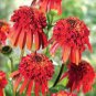 200 PCS Seeds Rare 'Hot Papaya' Echinacea Seeds fire hot double petals with orange head coneflower