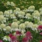200 PCS Seeds Rare 'Hot Papaya' Echinacea Seeds fire hot double petals with orange head coneflower