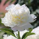 5 PCS Seeds Rare 'Hua Cat' White Peony with Red Heart Flower