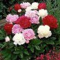5 PCS Seeds Rare 'Hua Cat' White Peony with Red Heart Flower