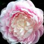 5 PCS Seeds Rare 'Hua Cat' White Peony with Red Heart Flower