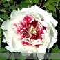 5 PCS Seeds Rare 'Hua Cat' White Peony with Red Heart Flower