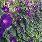 50 PCS Seeds Rare 'Grandpa Ott' Bright Purple Morning Glory