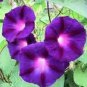 50 PCS Seeds Rare 'Grandpa Ott' Bright Purple Morning Glory