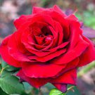 50 PCS Seeds Rare 'Hua Kui' Yellow Red Rose Shrub Flower