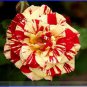 50 PCS Seeds Rare 'Hua Kui' Yellow Red Rose Shrub Flower