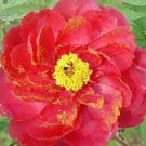 5 PCS Seeds Rare 'Hua Wang' Red Peony Flower with Golden Spot Flower