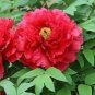 5 PCS Seeds Rare 'Hua Wang' Red Peony Flower with Golden Spot Flower