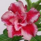 2 PCS Seeds Rare 'ice beauty' Adenium Desert rose