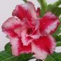 2 PCS Seeds Rare 'ice beauty' Adenium Desert rose