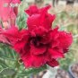 2 PCS Seeds Rare 'ice beauty' Adenium Desert rose