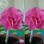 2 PCS Seeds Rare 'ice beauty' Adenium Desert rose
