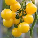 20 PCS Seeds Rare 'Imperial concubine' F1 Yellow Cherry Tomato 20 PCS Seeds Rare 'Imperial concubine' F1 Yellow Cherry Tomato