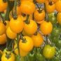 20 PCS Seeds Rare 'Imperial concubine' F1 Yellow Cherry Tomato