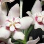2 PCS Seeds Rare 'Jin Chan' Adenium Desert Rose