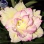 2 PCS Seeds Rare 'Jin Chan' Adenium Desert Rose