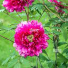 5 PCS Seeds Rare 'Jin Pao Hong' Red Peony Tree Flower