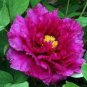 5 PCS Seeds Rare 'Jin Pao Hong' Red Peony Tree Flower